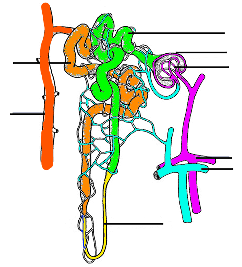 Color and Label the Nephron