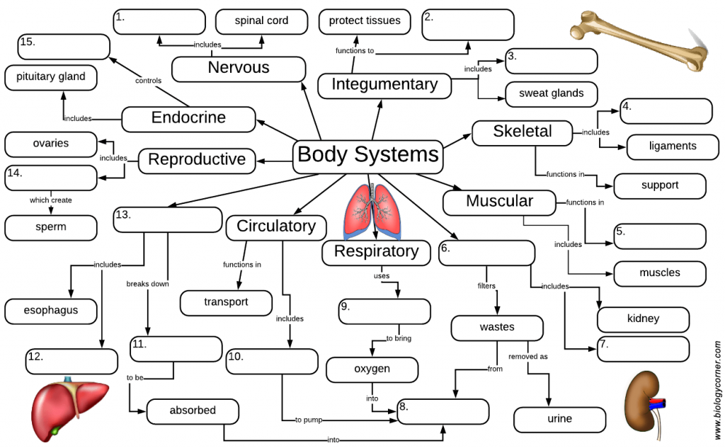 body-systems-graphic-organizer