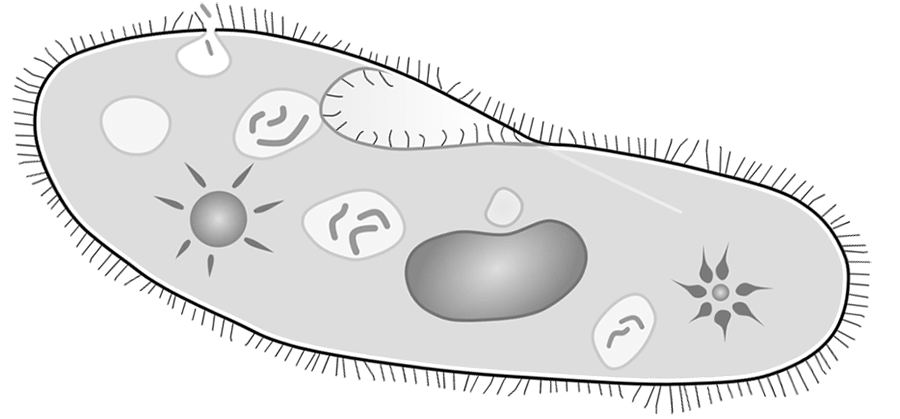 Paramecium Drawing