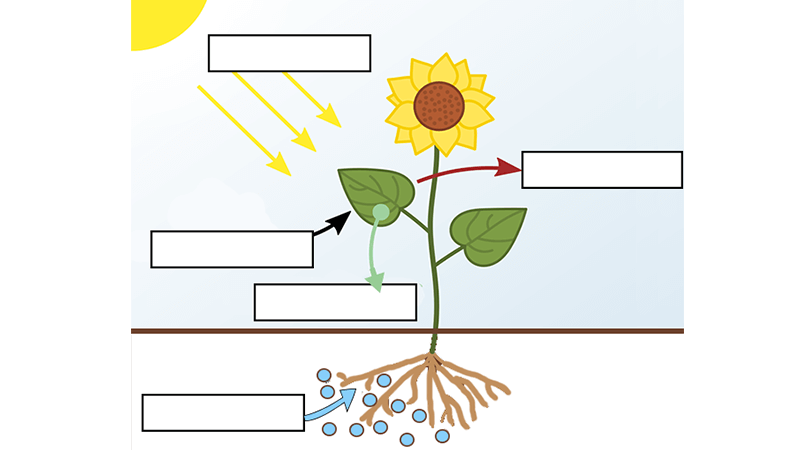 plant diagram without labels