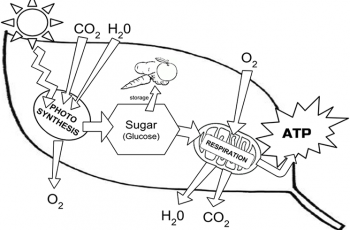 photosynthesis and cellular respiration diagram