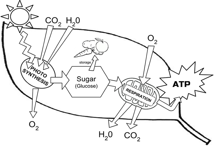 Photosynthesis Diagram Worksheet Answer Key Hanenhuusholli