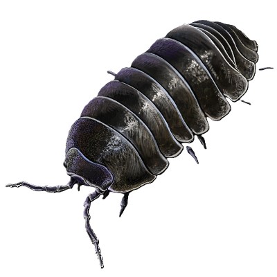 Pillbug