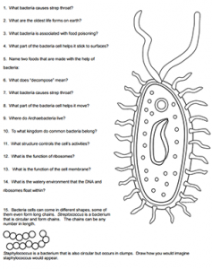 Color a Typical Prokaryote Cell