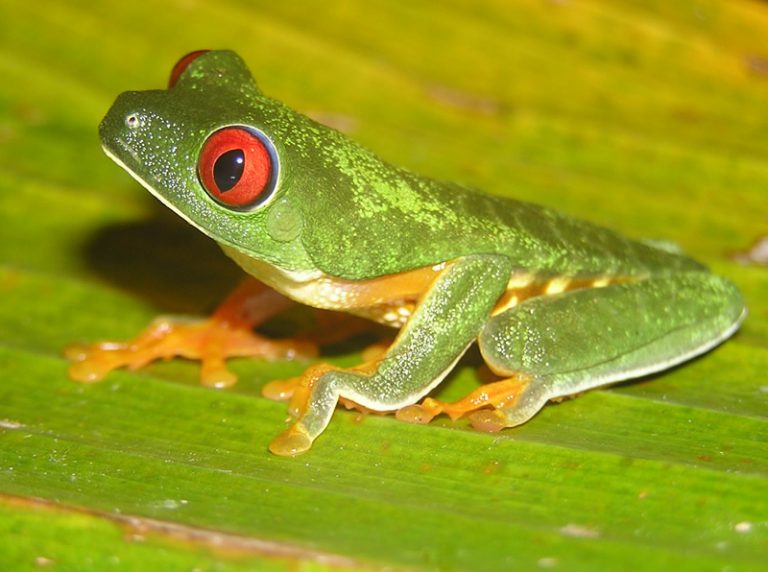 Frog Dissection Coloring