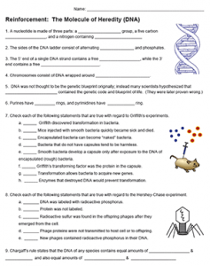 The Molecule of Heredity Chapter Reinforcement