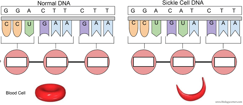 sickle cell anemia inheritance