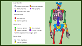 skeleton coloring