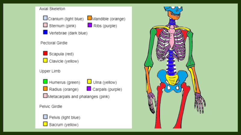 Fun Coloring Activities to Learn the Skeleton