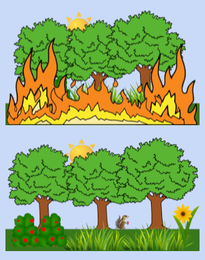 Ecological Succession in a Forest - Card Sort Activity