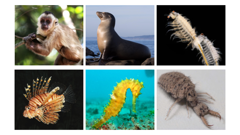 Taxonomy – The Science of Classifying Organisms