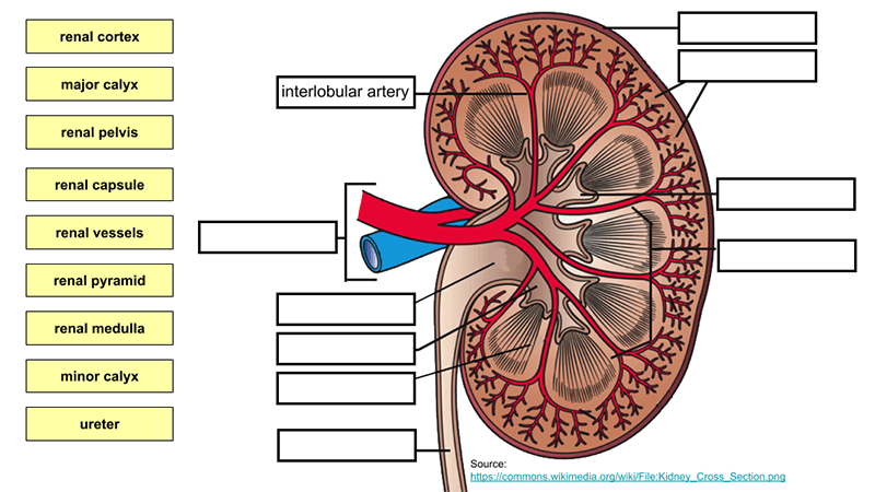 labeled kidney slide