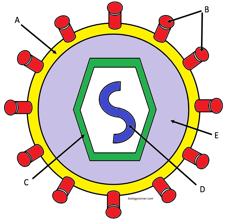 How Do Viruses Infect Cells Coloring 