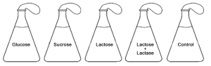 yeast and lactose experiment